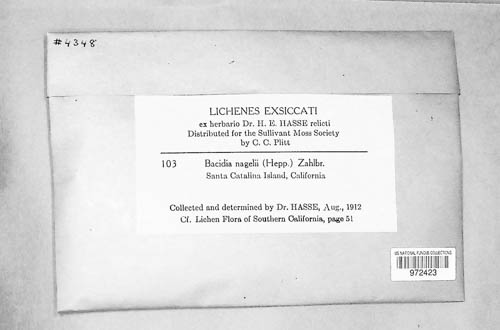 Lecania naegelii image